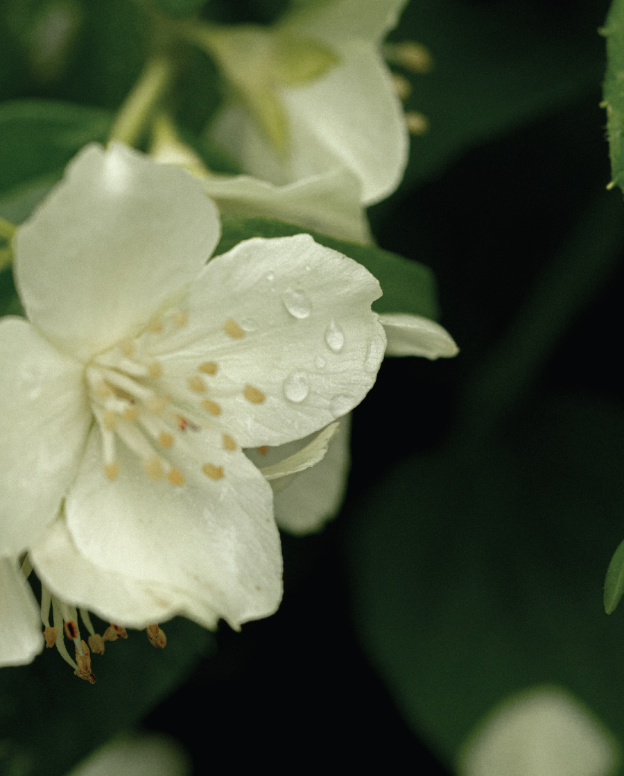 Shower Nordic Jasmine